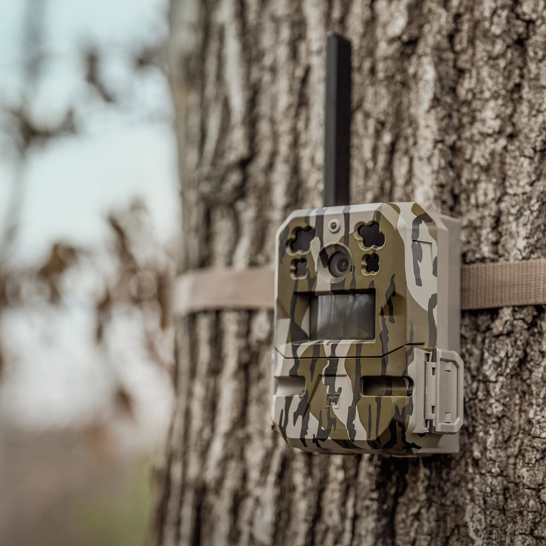 hunting camera as a hunting property improvement, attached to a tree in the woods. cammo style camera