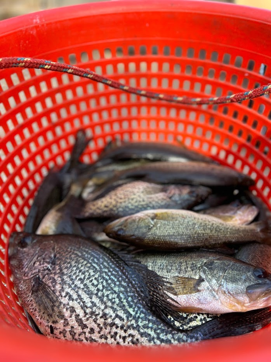 Harvesting Bass Fish in Georgia