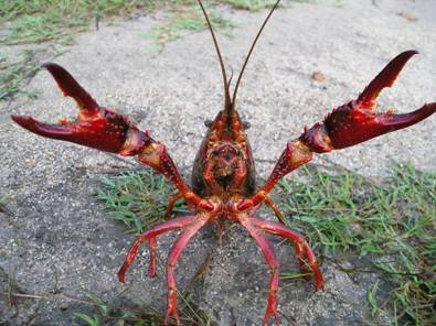 Georgia crawfish on land with claws pointing up