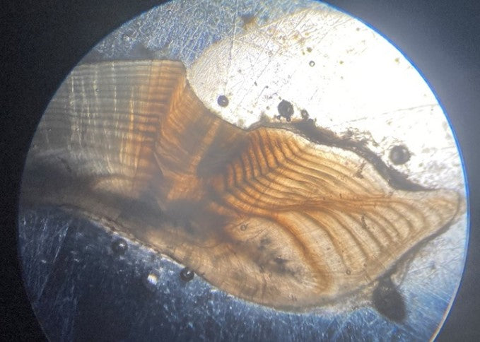 Otolith Aging--how we can age your fish.