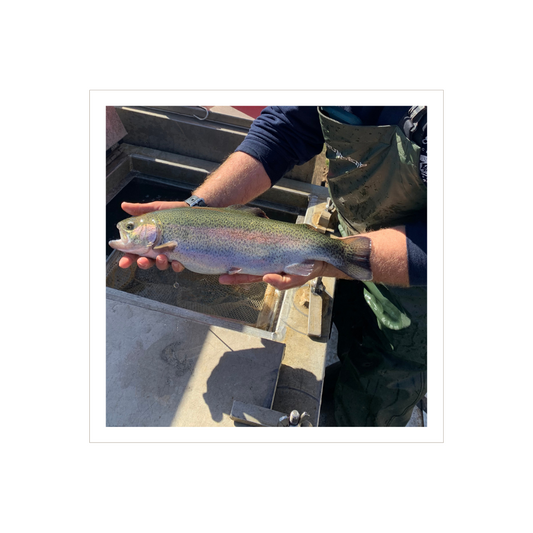 large, beautiful rainbow trout picture, held by a fisheries technician