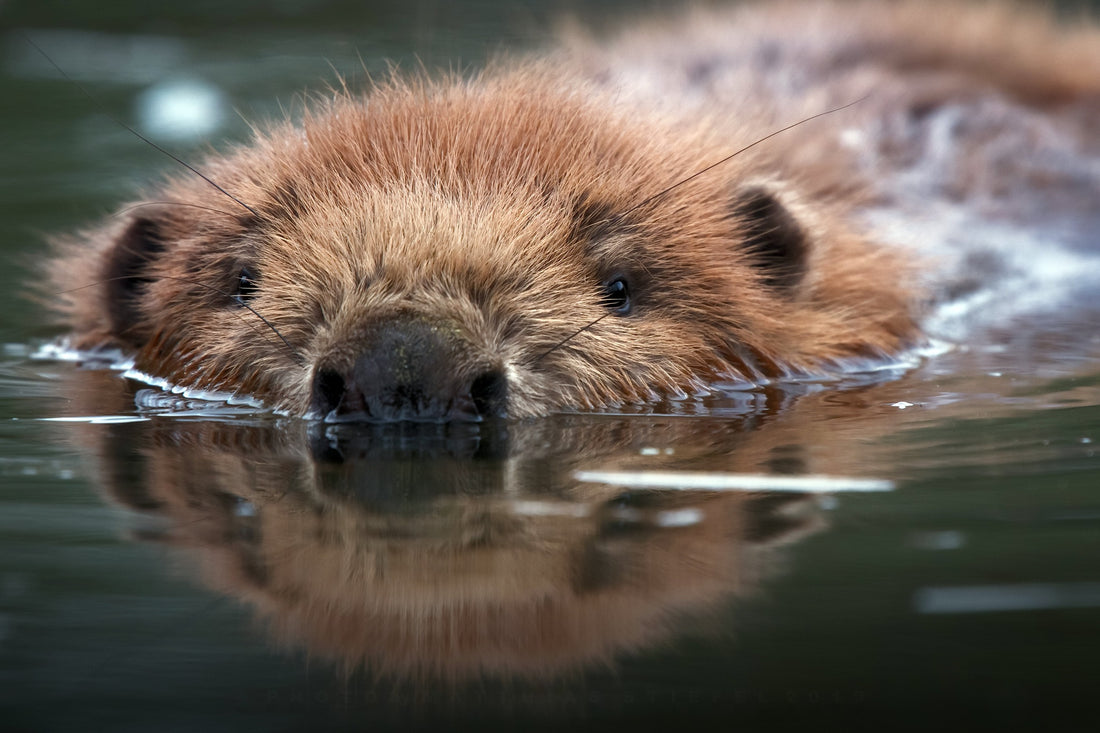 Beavers:  Good or bad for a private pond?