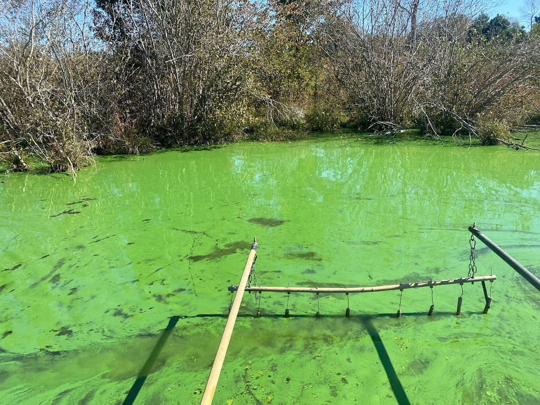 What does Green Pond Water mean?