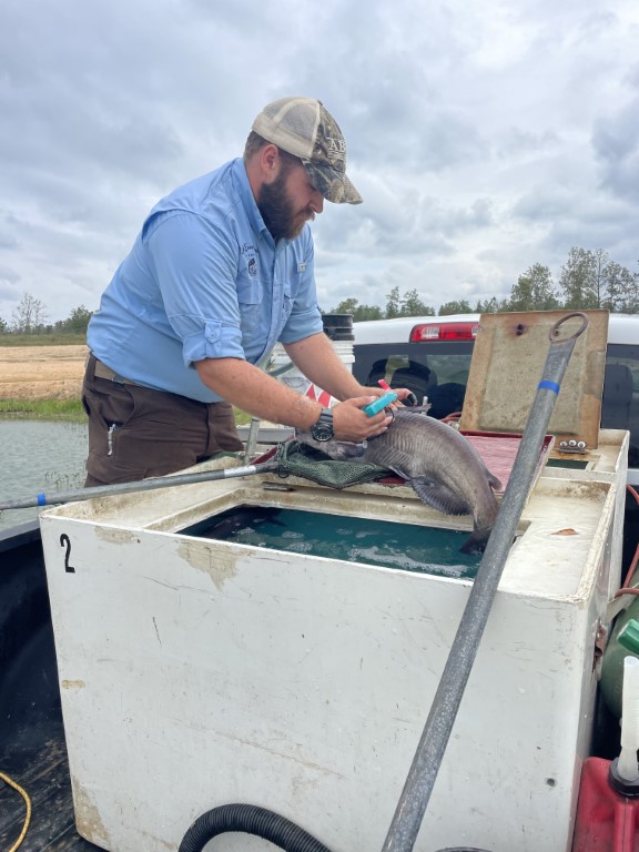 Tagging fish in truck bed
