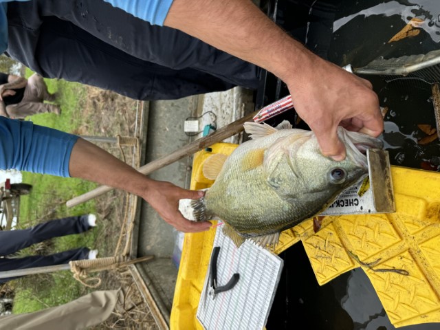 AES measuring fish
