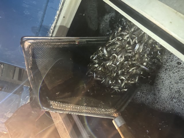 fathead minnows in a net