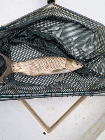 Tagged bass in a net