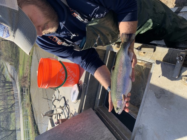 Forage rainbow trout