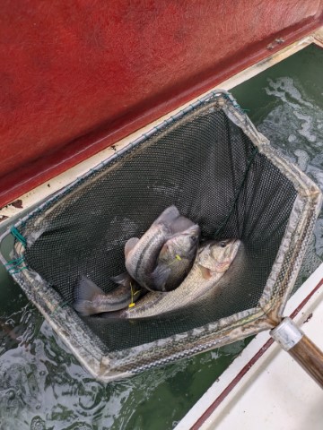 Tagged bass in a net