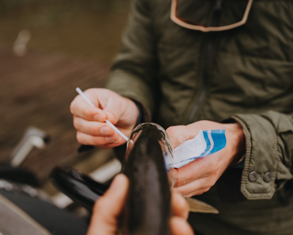 DNA swabbing a fish