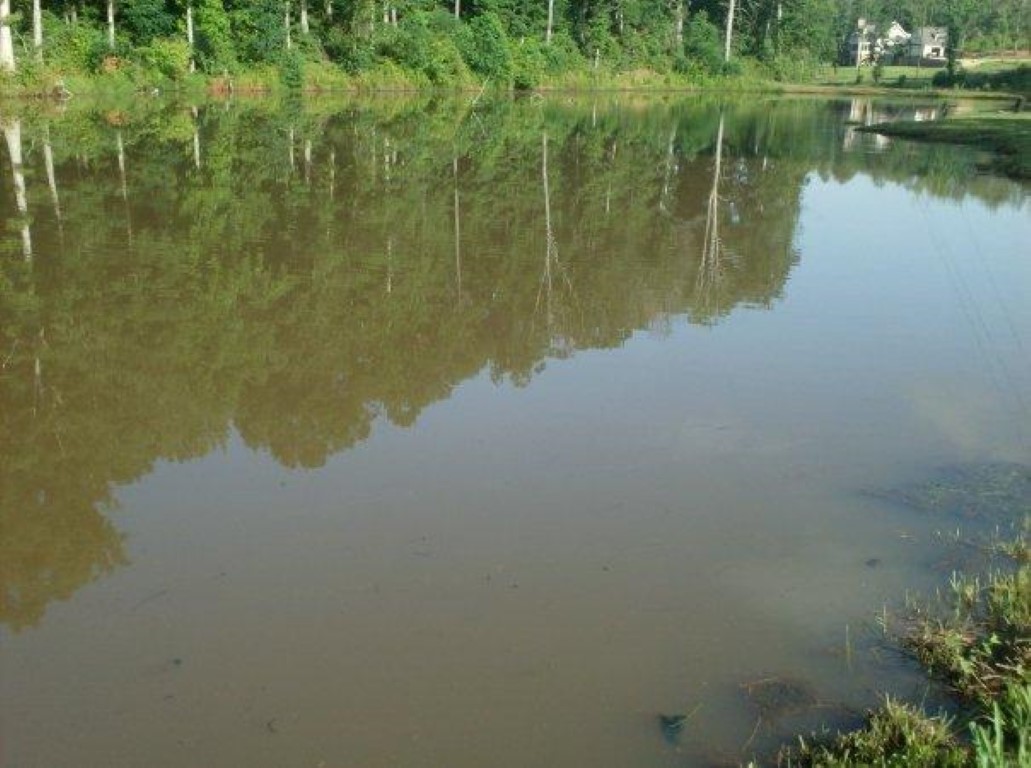 After Parrot feather after