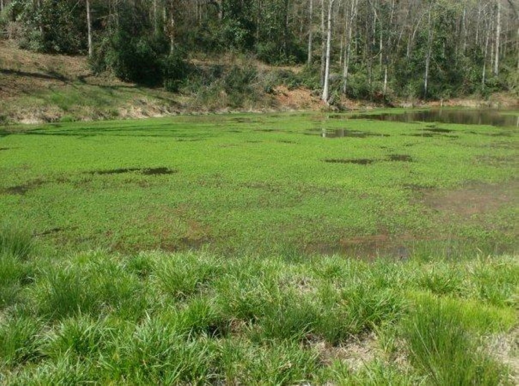 Before Parrot feather before